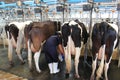 Cows being milked professionally Royalty Free Stock Photo