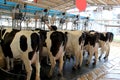 Cows being milked professionally at Cowshed Royalty Free Stock Photo