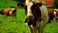 Cows with a bells grazing on Alpine meadows in the district of Gruyeres, Switzerland.