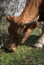 Cows belong in fields. Young brown cow heat out in free range green pasture, peaceful rural scene, farmland grazing