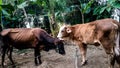 Cows belonging to residents