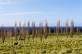 Cows on the Big Island Hawaii, grazing amongst the trees Royalty Free Stock Photo