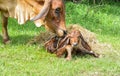 The cows are birth and the sun Royalty Free Stock Photo