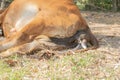 The cows are birth and the sun Royalty Free Stock Photo