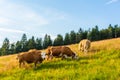 Cows in the Black Forest Royalty Free Stock Photo