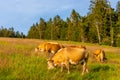 Cows in the Black Forest Royalty Free Stock Photo