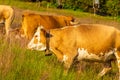 Cows in the Black Forest Royalty Free Stock Photo