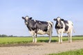 2 Cows black and white, standing on a path, in the Netherlands, frisian holstein and a blue sky, horizon over land Royalty Free Stock Photo