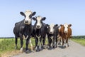 Cows blister head, cow breed known as Groninger Blaarkop, eye patches fleckvieh, black and white and blue, walking on a path Royalty Free Stock Photo