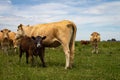 Cows blonde Aquitaine in the field. Brown calf with a mouth full of milk. Mammal baby. Bull with horns taking care of his family