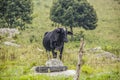 Cows and brazilian ox Royalty Free Stock Photo