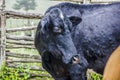 Cows and brazilian ox Royalty Free Stock Photo