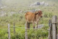 Cows and brazilian ox Royalty Free Stock Photo