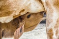 Cows and brazilian ox Royalty Free Stock Photo