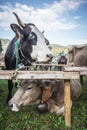 Cows brown breed and spotted