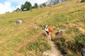 Cows browsing on a footpath on a mountain in the Hohe Tauern Alps, Austria Royalty Free Stock Photo