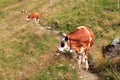 Cows browsing on a footpath on a mountain in the Hohe Tauern Alps, Austria Royalty Free Stock Photo