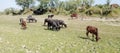 Cows and buffaloes at the farm animals Royalty Free Stock Photo