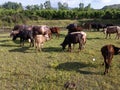 cows and buffaloes grazing in green fields Royalty Free Stock Photo