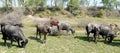 Cows and buffaloes in the pasture Royalty Free Stock Photo