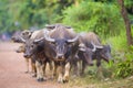 Cows and buffalos in thailand Royalty Free Stock Photo