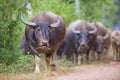 Cows and buffalos in thailand Royalty Free Stock Photo