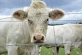 Cows, bulls and calves grazing on pasture on a ranch .Livestock feed on traditional rural farm yard, Slovakia