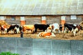 Cows and bulls graze on the farm. a green meadow. A grazing herd of animals - horses, Royalty Free Stock Photo