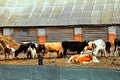 Cows and bulls graze on the farm. a green meadow. A grazing herd of animals - horses, Royalty Free Stock Photo