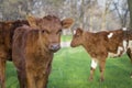 Cows and bulls graze in the green meadow Royalty Free Stock Photo