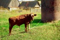 Cows and bulls graze on a green meadow. Grazing herd of animals horses, goats on a Royalty Free Stock Photo