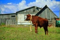 Cows and bulls graze on a green meadow. Grazing herd of animals horses, goats on a Royalty Free Stock Photo