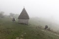 Cows bulls graze on hill in fog.