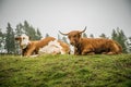 Cows and bulls graze in the meadow in the Austrian Alps Royalty Free Stock Photo