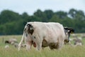 Cows and bulls graze on a pasture in a green meadow, eat fresh grass. White bull in foreground, herd in background. The concept of Royalty Free Stock Photo