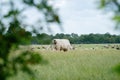 Cows and bulls graze on a pasture in a green meadow, eat fresh grass. White bull in foreground, herd in background. The concept of Royalty Free Stock Photo