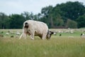 Cows and bulls graze on a pasture in a green meadow, eat fresh grass. White bull in foreground, herd in background. The concept of Royalty Free Stock Photo