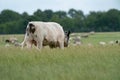 Cows and bulls graze on a pasture in a green meadow, eat fresh grass. White bull in foreground, herd in background. The concept of Royalty Free Stock Photo