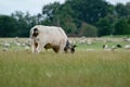 Cows and bulls graze on a pasture in a green meadow, eat fresh grass. White bull in foreground, herd in background. The concept of Royalty Free Stock Photo