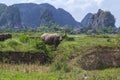 Cows and bulls grazing on a green field. Domestic animals.Asian buffalo, a herd of bulls graze in the rice fields of Vietnam Royalty Free Stock Photo