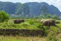 Cows and bulls grazing on a green field. Domestic animals.Asian buffalo, a herd of bulls graze in the rice fields of Vietnam Royalty Free Stock Photo