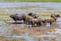 Cows and bulls grazing on a green field. Domestic animals.Asian buffalo, a herd of bulls graze in the rice fields of Vietnam Royalty Free Stock Photo