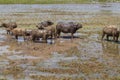 Cows and bulls grazing on a green field. Domestic animals.Asian buffalo, a herd of bulls graze in the rice fields of Vietnam Royalty Free Stock Photo