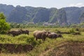 Cows and bulls grazing on a green field. Domestic animals.Asian buffalo, a herd of bulls graze in the rice fields of Vietnam Royalty Free Stock Photo