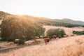 Cows and bulls in the pasture of extremadura