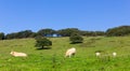 Cows and bulls peacefully eating and resting on green meadow Royalty Free Stock Photo