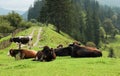 Cows and bulls resting on hill near conifer forest