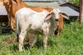 Cows, Calf eating hay, Cow eating grass Royalty Free Stock Photo