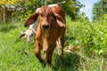 Cows, Calf eating hay, Cow eating grass Royalty Free Stock Photo