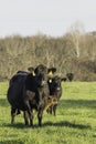 2 cows and a calf in green spring pasture - vertical Royalty Free Stock Photo